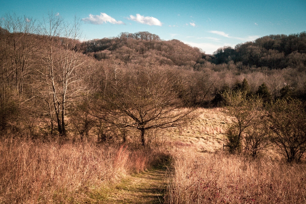 Winter,Meadow,Scenery,At,Percy,Warner,Park,,Nashville.